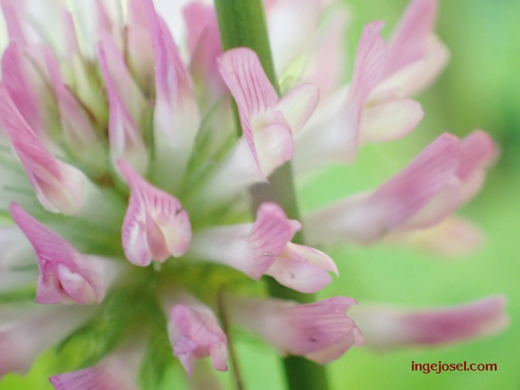 Trifolium pratense das "Dreiblatt auf der Wiese" der