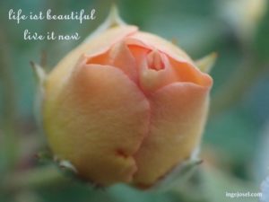 lifeisbeautifulrose (FILEminimizer)